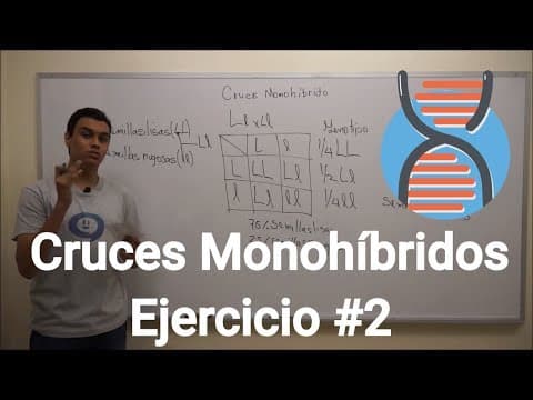 Cruces Monohíbridos | Ejercicio #2